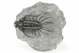 Large, Spiny Quadrops Trilobite - Top Quality Preparation #267220-2